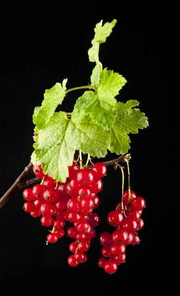 Bacche di ribes urasnoy — Foto Stock