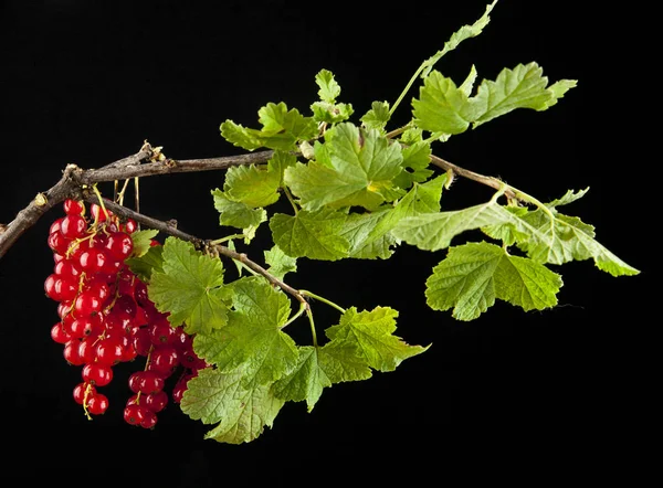 Berries of urasnoy currant — Stock Photo, Image