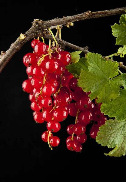 Berries of urasnoy currant — Stock Photo, Image