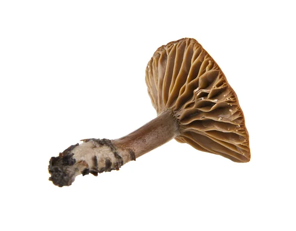 Cogumelos isolados sobre fundo branco — Fotografia de Stock