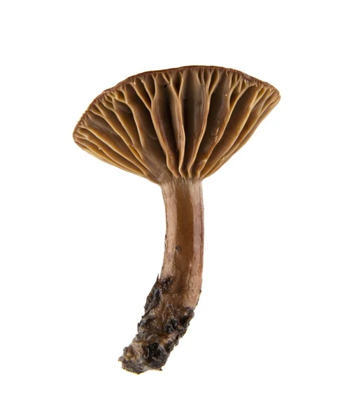 Pilze isoliert auf weißem Hintergrund — Stockfoto