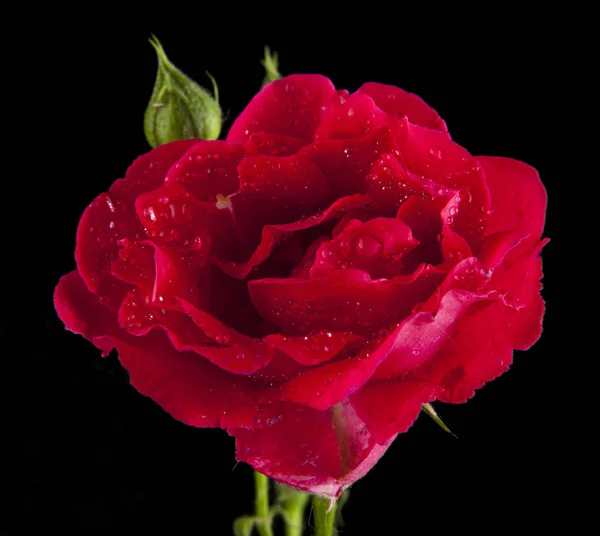 Rosas rojas en gotas de agua — Foto de Stock