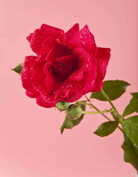 Röda rosor i droppar vatten — Stockfoto