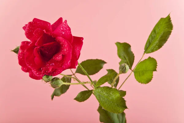 Roses rouges dans des gouttes d'eau — Photo