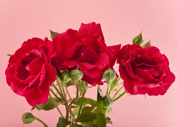 Czerwone róże w krople wody — Zdjęcie stockowe