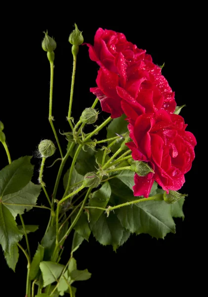 Rote Rosen in Wassertropfen — Stockfoto