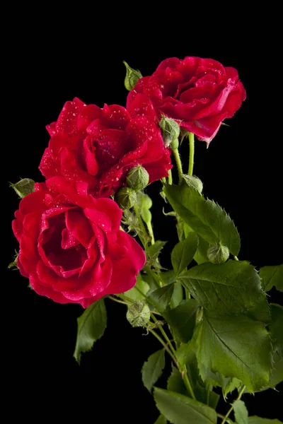 Червоні троянди в краплі води — стокове фото