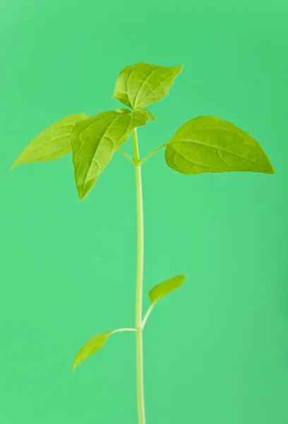 Hojas sobre fondo verde primer plano — Foto de Stock