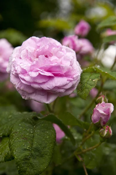 Roze roos bloemen op de roos bush in de tuin in de zomer — Stockfoto