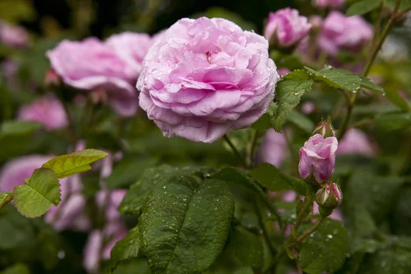 Roze roos bloemen op de roos bush in de tuin in de zomer — Stockfoto