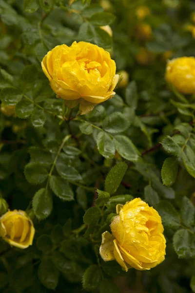 Желтые розы цветы на кусте розы в саду летом — стоковое фото