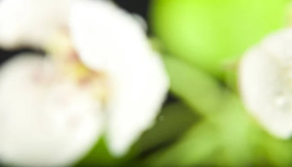 Blurred background of Apple blossom — Stock Photo, Image