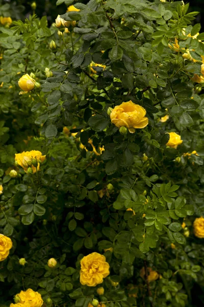 Kwiaty żółte róże na różany krzew w ogrodzie w letni — Zdjęcie stockowe