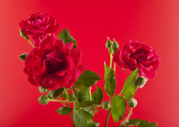 Red roses in drops of water — Stock Photo, Image
