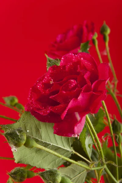 Rosas rojas en gotas de agua — Foto de Stock