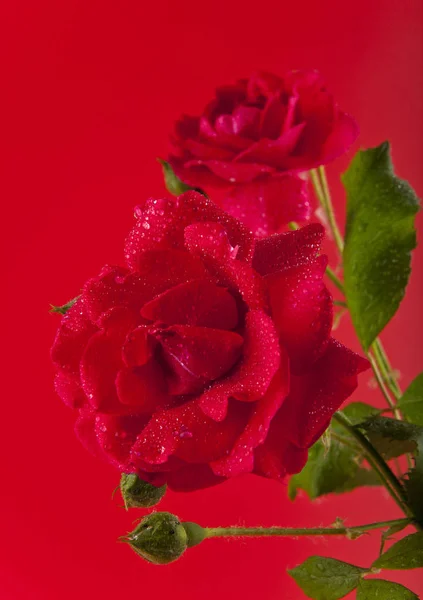 Rosas rojas en gotas de agua —  Fotos de Stock