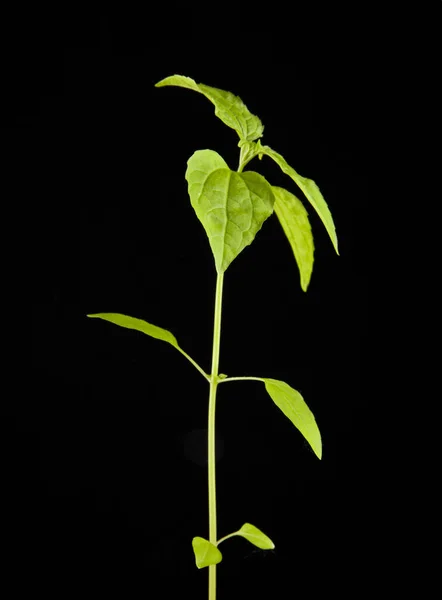 Planta con hojas verdes — Foto de Stock