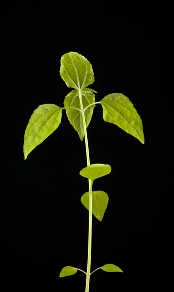 Planta con hojas verdes — Foto de Stock