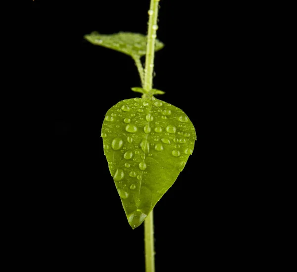 Plant with green leaves in drops of water — Stock Photo, Image