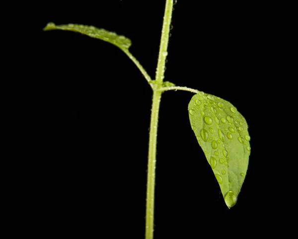 Plant met donkergroene bladeren in druppels water — Stockfoto