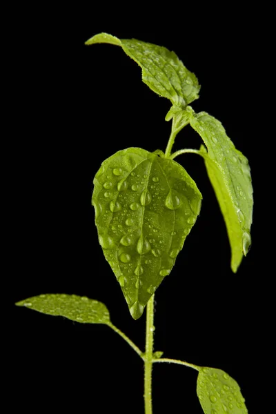 Planta con hojas verdes en gotas de agua — Foto de Stock