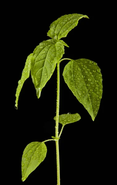 Plant met donkergroene bladeren in druppels water — Stockfoto