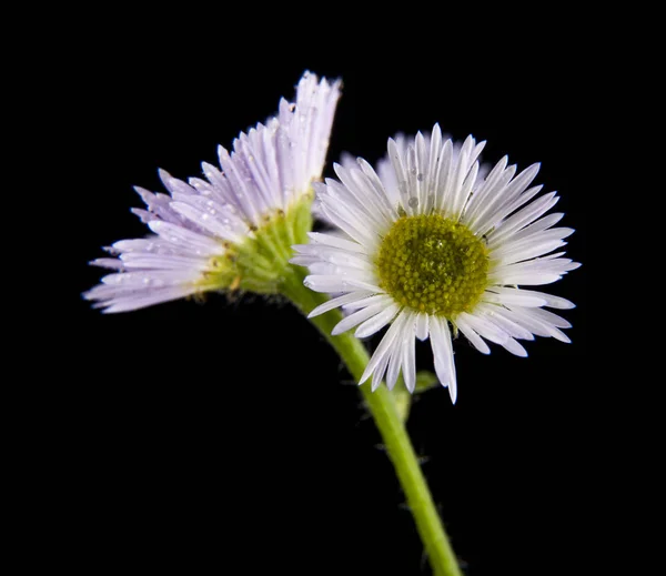 Field flowers on a black background — Stock Photo, Image