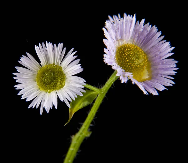 Veld bloemen op een zwarte achtergrond — Stockfoto