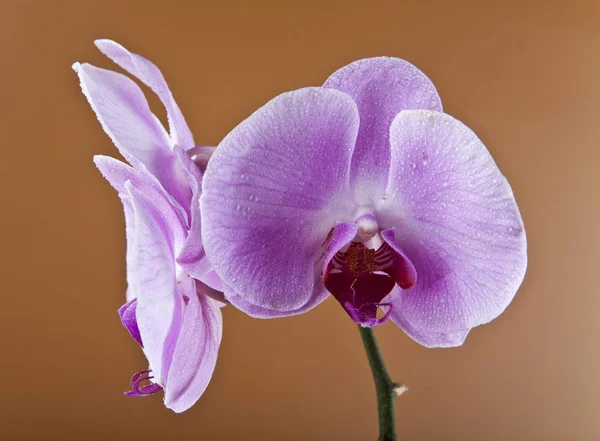 Kwiaty Orchid na krople wody — Zdjęcie stockowe