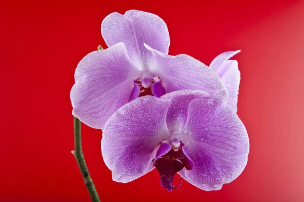 Kwiaty Orchid w kropelki wody — Zdjęcie stockowe
