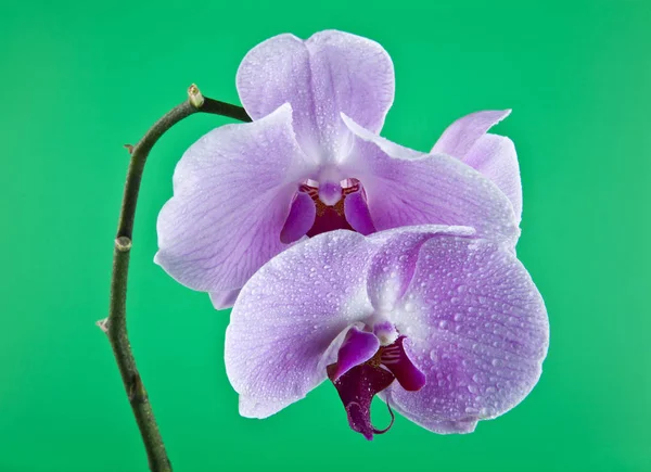 Kwiaty Orchid na krople wody — Zdjęcie stockowe