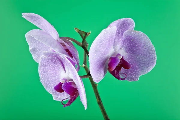 Kwiaty Orchid na krople wody — Zdjęcie stockowe