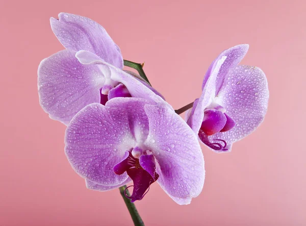 Kwiaty Orchid na krople wody — Zdjęcie stockowe