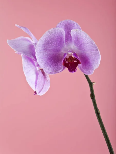 Květy orchidejí na kapky vody — Stock fotografie