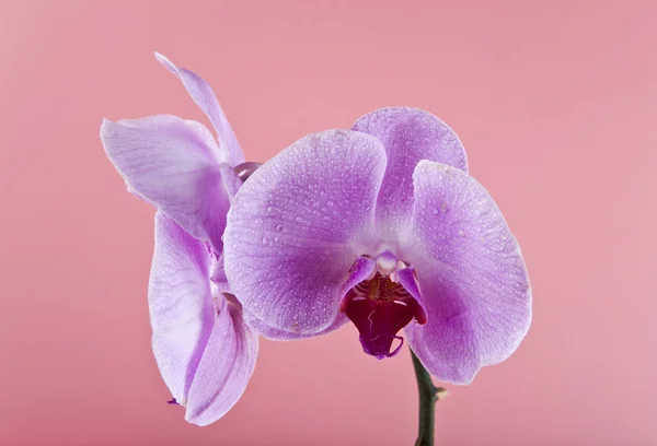 Kwiaty Orchid na krople wody — Zdjęcie stockowe