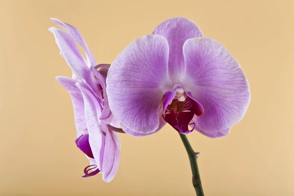 Kwiaty Orchid na beżowym tle — Zdjęcie stockowe