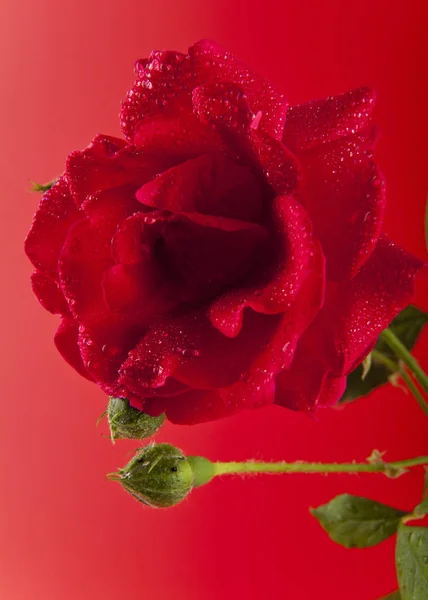 Rød rose i vanndråper – stockfoto