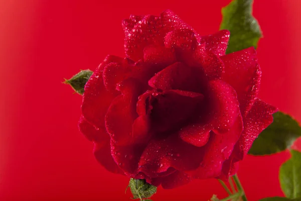 Rosa roja en gotas de agua — Foto de Stock