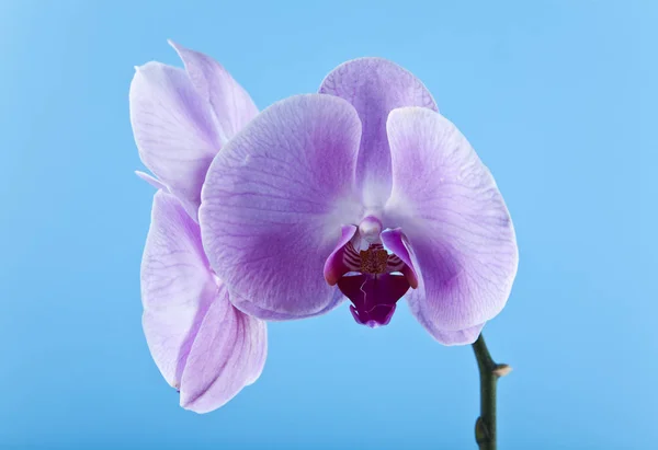 Kwiaty Orchid na niebieskim tle zbliżenie — Zdjęcie stockowe