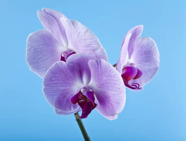 Kwiaty Orchid na niebieskim tle zbliżenie — Zdjęcie stockowe