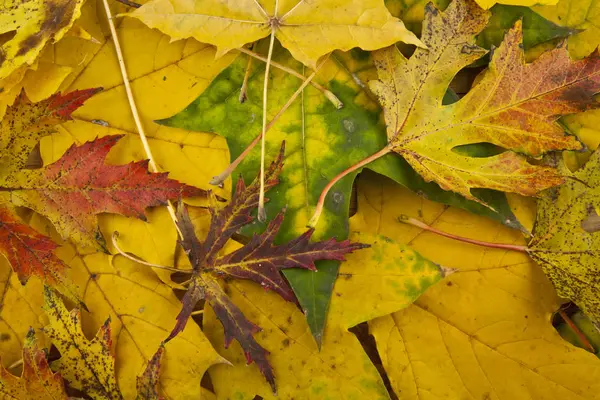 Hojas de otoño como primer plano de fondo — Foto de Stock