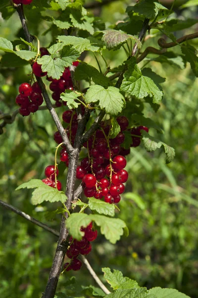 Bunch of red currant 免版税图库照片