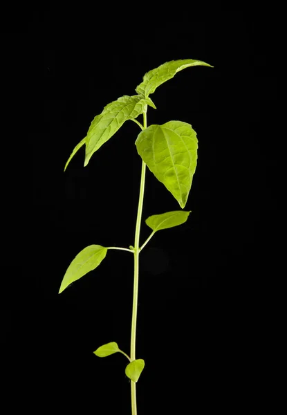 Plant with green leaves Stock Image