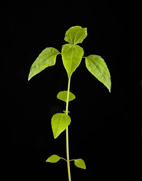 Plant with green leaves Stock Picture