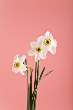 bahar çiçekleri nergis