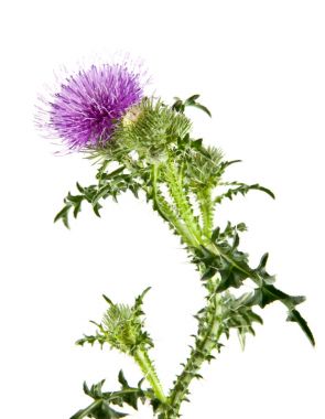 Beyaz arka plan üzerinde izole Thistle süt