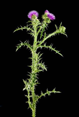 süt Thistleon bir siyah arka plan bakış