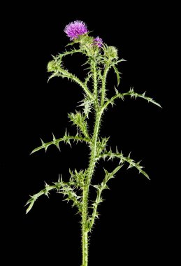 süt Thistleon bir siyah arka plan bakış
