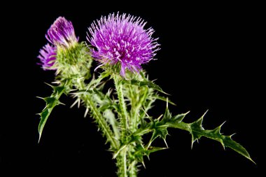 süt Thistleon bir siyah arka plan bakış