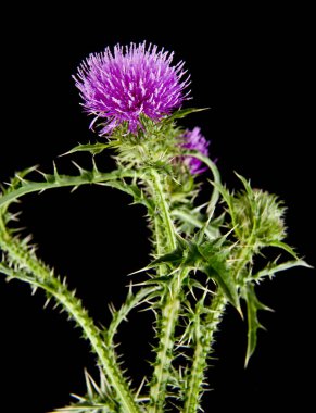 süt Thistleon bir siyah arka plan bakış